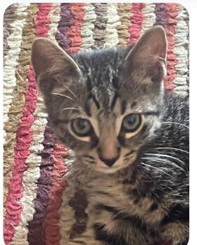 Cheese aka Cheesie -  Domestic Short Hair Cat for Adoption in Austin, Texas - Cheese Aka Cheesie | PetCurious