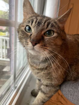 Rescue Domestic Short Hair Cats for Adoption in Greenwich Township, New Jersey - Mrs. Doubtfire | PetCurious