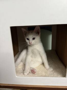 Domestic Short Hair Cats Available for Adoption in Metamora, Illinois - Artic   WC 1132 | PetCurious