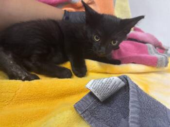 A887350 -  Domestic Short Hair Cat for Adoption in Camarillo, California - A887350 | PetCurious