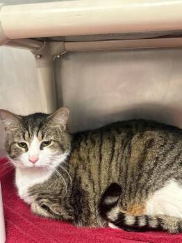 Willie -  Domestic Short Hair Cat for Adoption in Bowling Green, Ohio - Willie | PetCurious