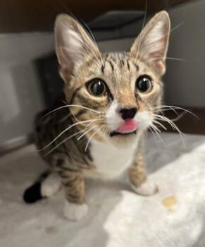 Domestic Short Hair Cats Available for Adoption in San Francisco, California - GATO | PetCurious