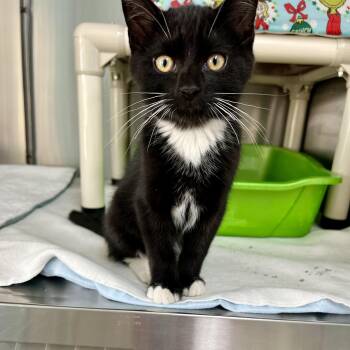 Sparks -  Domestic Short Hair Cat for Adoption in Jamestown, North Dakota - Sparks | PetCurious