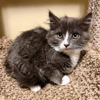 Princess Bean -  Domestic Medium Hair Cat for Adoption in Millcreek, Utah - Princess Bean | PetCurious