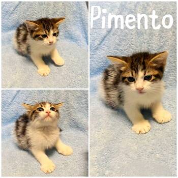 Pimento -  Domestic Short Hair Cat for Adoption in Saint James, Missouri - Pimento | PetCurious