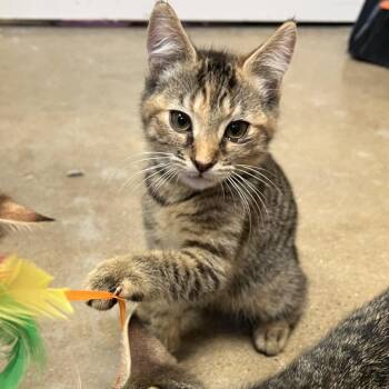 Grande -  Domestic Short Hair Cat for Adoption in York, Pennsylvania - Grande | PetCurious