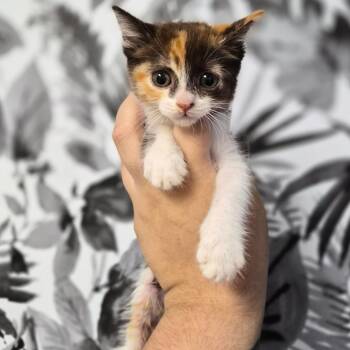 Domestic Short Hair Cats Available for Adoption in Wahiawa, Hawaii - Daisy | PetCurious