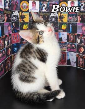 Bowie -  Domestic Medium Hair and Domestic Short Hair Cat for Adoption in Morton Grove, Illinois - Bowie | PetCurious