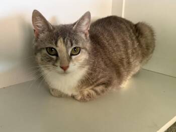 Rescue Domestic Short Hair Cats for Adoption in Richmond Dale, Ohio - Millie | PetCurious