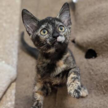 Pico -  Domestic Short Hair Cat for Adoption in Sonoma, California - Pico | PetCurious