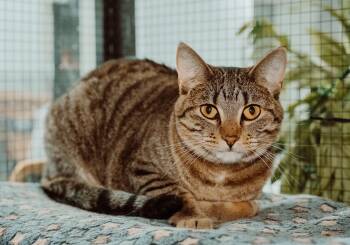 Rescue Tabby Cats for Adoption in Le Mars, Iowa - Destiny | PetCurious