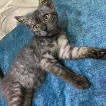 Shadow -  Egyptian Mau and Maine Coon Cat for Adoption in Brampton, Ontario - Shadow | PetCurious