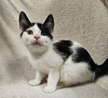 Bloom -  Domestic Short Hair Cat for Adoption in Fremont, Ohio - Bloom | PetCurious