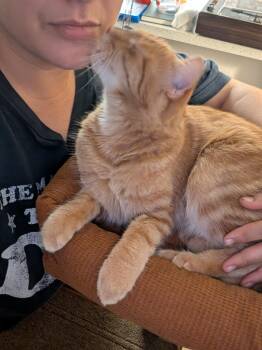 Rescue American Shorthair and Tabby Cats for Adoption in Phoenix, Arizona - Sweet Potato | PetCurious