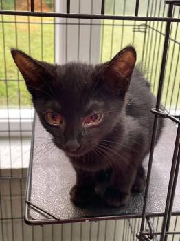 Oliver -  Domestic Short Hair Cat for Adoption in Covington, Virginia - Oliver | PetCurious