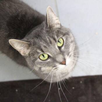Zoey -  Domestic Short Hair Cat for Adoption in Des Moines, Iowa - Zoey | PetCurious
