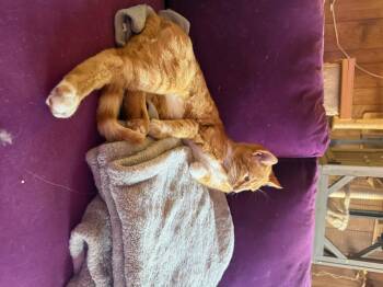 Swayze -  Domestic Short Hair and Tabby Cat for Adoption in Albuquerque, New Mexico - Swayze | PetCurious