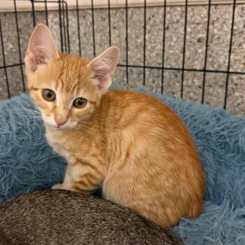 Tums -  Domestic Short Hair Cat for Adoption in Detroit Lakes, Minnesota - Tums | PetCurious