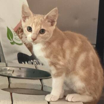 Domestic Short Hair Cats Available for Adoption in Long Beach, California - Frasier | PetCurious