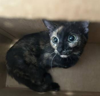 Domestic Short Hair Cats Available for Adoption - NUNU | PetCurious