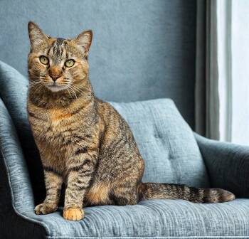 Abigail -  American Shorthair Cat for Adoption in Jacksonville, Florida - Abigail | PetCurious