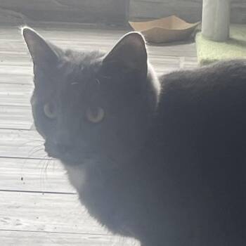 Domestic Short Hair Cats Available for Adoption - Phil | PetCurious