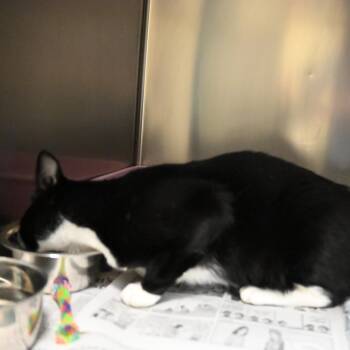 Domestic Short Hair Cats Available for Adoption in Galveston, Texas - TUX | PetCurious