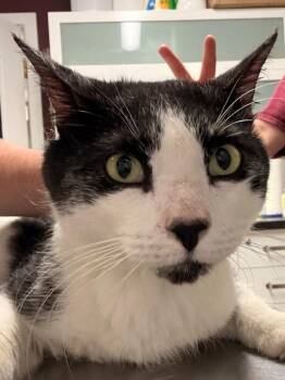 Checkers -  Domestic Short Hair Cat for Adoption in Fall River, Massachusetts - Checkers | PetCurious