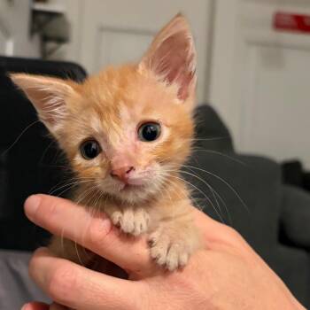 Barry -  Domestic Short Hair Cat for Adoption in San Antonio, Texas - Barry | PetCurious