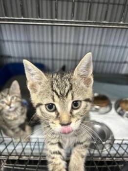 Corcossmia (Grey Collar) -  Domestic Short Hair Cat for Adoption in Simcoe, Ontario - Corcossmia (Grey Collar) | PetCurious
