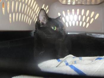 CHRISTINE -  Domestic Short Hair Cat for Adoption in Ocala, Florida - CHRISTINE | PetCurious