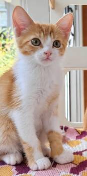 Pumpkin -  Tabby and Domestic Short Hair Cat for Adoption in Campbell, California - Pumpkin | PetCurious