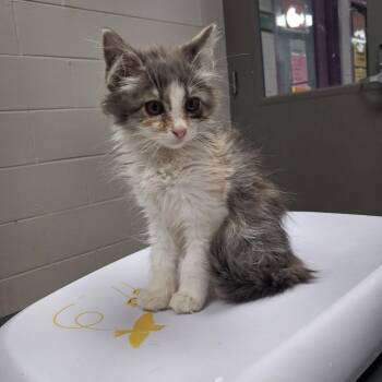 Fancy -  Domestic Long Hair Cat for Adoption in Lufkin, Texas - Fancy | PetCurious