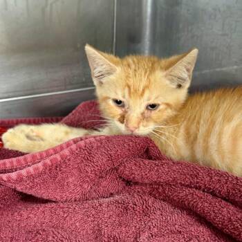 Sparkler -  Domestic Short Hair Cat for Adoption in Hawthorne, California - Sparkler | PetCurious