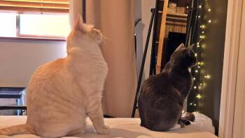 Domestic Short Hair and Siamese Cats Available for Adoption in Hillsboro, Oregon - FELIX #1893 - Offered By Owner - Siamese Mix | PetCurious