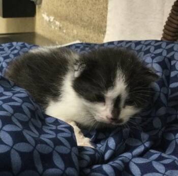 Domestic Short Hair Cats Available for Adoption - COLETTE | PetCurious