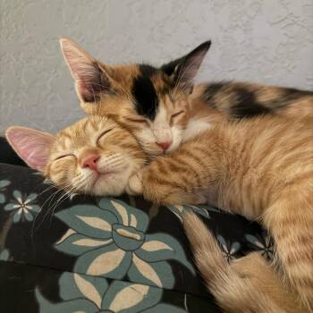Spicy Mango -  Domestic Short Hair Cat for Adoption in San Antonio, Texas - Spicy Mango | PetCurious