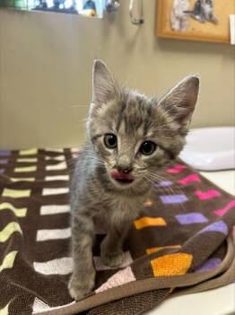 Sterling -  Domestic Short Hair Cat for Adoption in Fishers, Indiana - Sterling | PetCurious