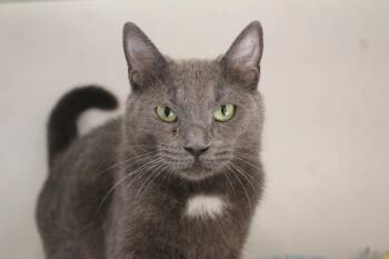 Domestic Short Hair Cats Available for Adoption in Chestertown, Maryland - Pirouline | PetCurious