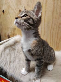 Domestic Short Hair Cats Available for Adoption in Oakville, Washington - Tiggy | PetCurious