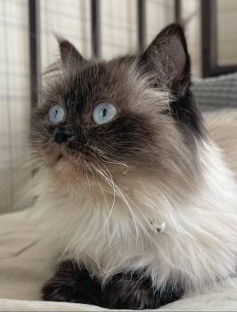 Himalayan and Persian Cats Available for Adoption - Eva | PetCurious