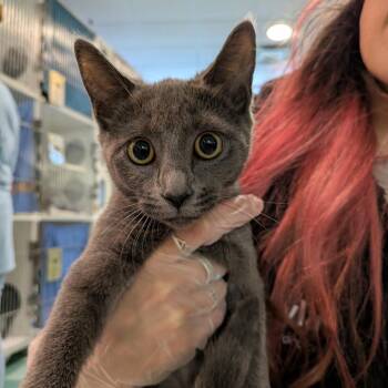 Carly -  Domestic Short Hair Cat for Adoption in South Burlington, Vermont - Carly | PetCurious