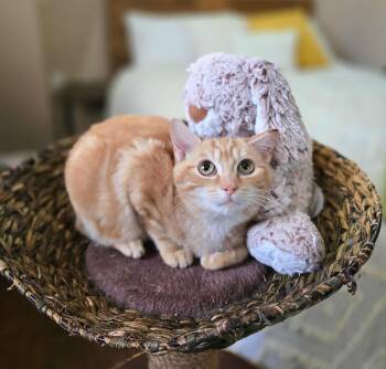 Rescue Domestic Short Hair Cats for Adoption in Harrison Township, New Jersey - Fireball | PetCurious