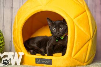 Rescue Domestic Short Hair Cats for Adoption in Roanoke, Texas - Brewster | PetCurious