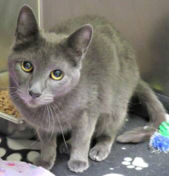 Charlie -  Domestic Short Hair Cat for Adoption in Lexington, Virginia - Charlie | PetCurious