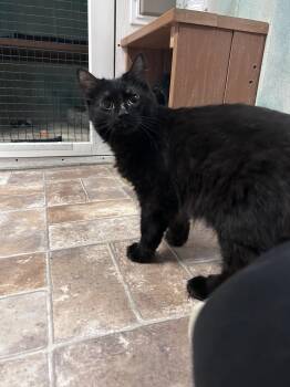 Domestic Medium Hair Cats Available for Adoption in Altoona, Pennsylvania - Shimmy Shimmy Cocoa Puff | PetCurious