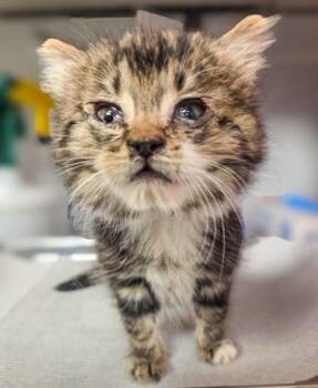 McFluffy -  Domestic Short Hair Cat for Adoption in Fresno, California - McFluffy | PetCurious