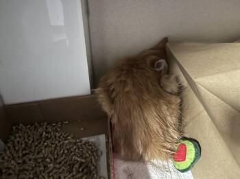 SWEETIE -  Domestic Medium Hair Cat for Adoption in Loveland, Colorado - SWEETIE | PetCurious
