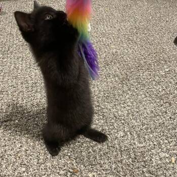 Domestic Short Hair Cats Available for Adoption in Granville, Ohio - Charger | PetCurious