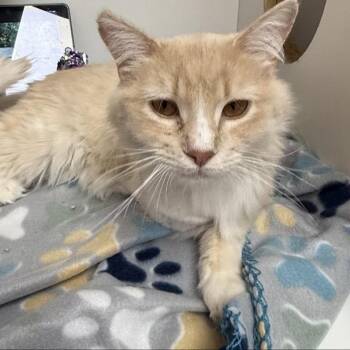 Rescue Domestic Medium Hair Cats for Adoption in Las Vegas, Nevada - Pepper Jack | PetCurious